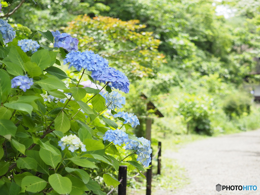 紫陽花の咲く小路