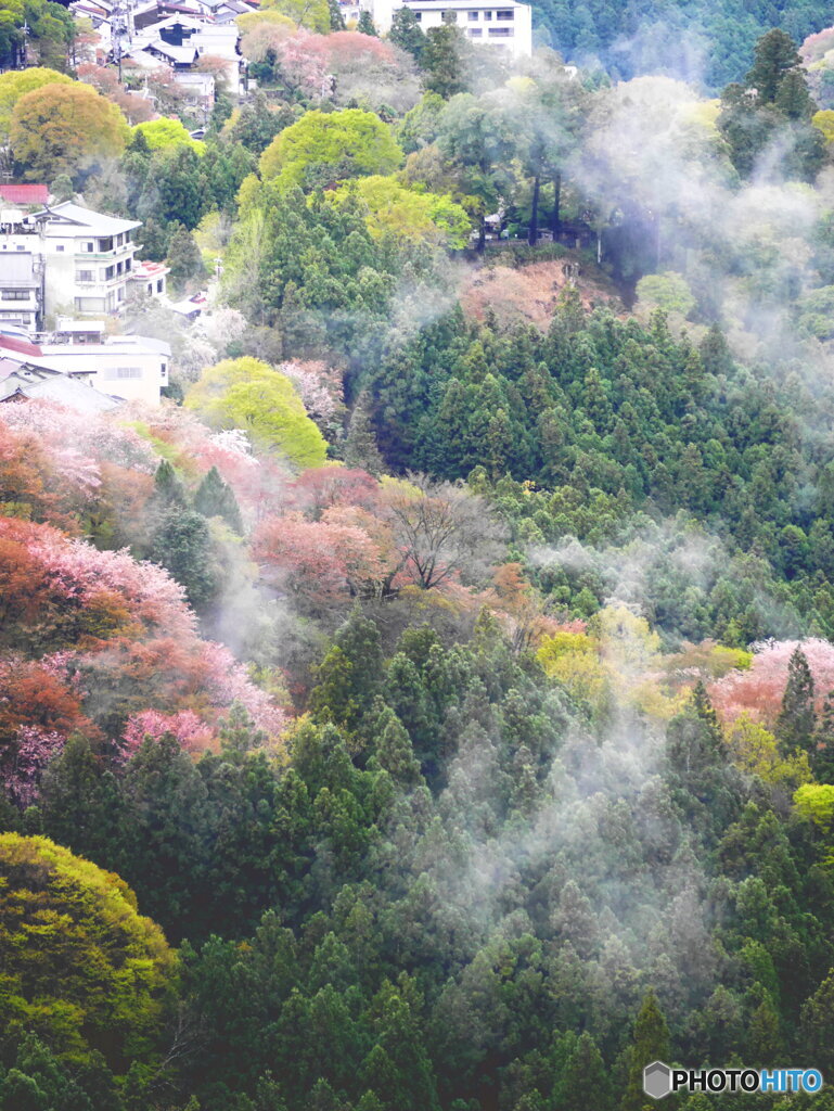 雨上がりの吉野桜