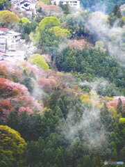 雨上がりの吉野桜