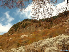 屛風岩と山桜