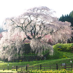 早朝の　又兵衛桜　③