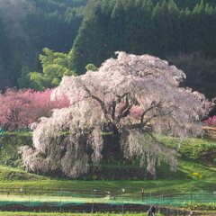 早朝の　又兵衛桜