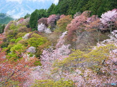 雨上がりの吉野桜　④