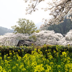 かの有名な　石舞台　に行ってきた ②