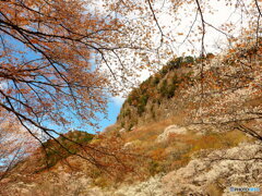 屛風岩と山桜　 (2)