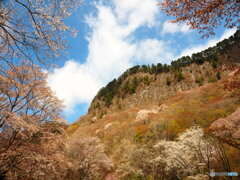 屛風岩と山桜　 (3)