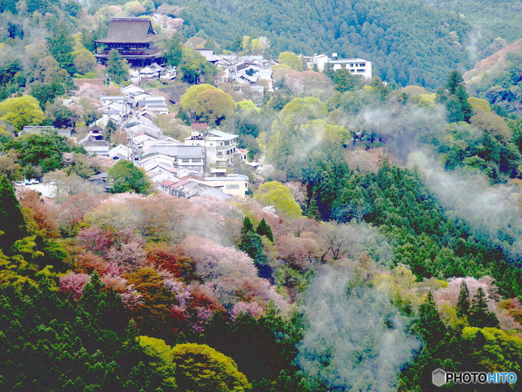 雨上がりの吉野桜　②