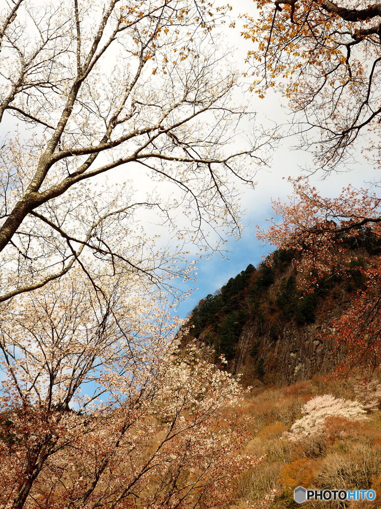 屛風岩と山桜　(4)