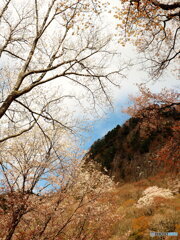 屛風岩と山桜　(4)