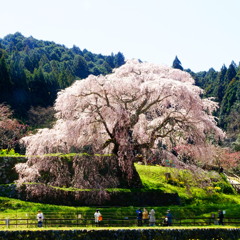 又兵衛桜