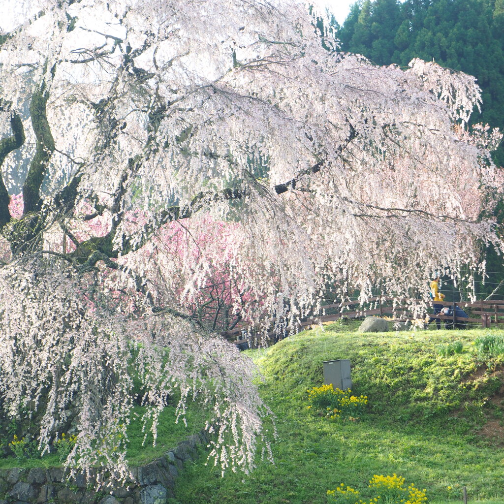 早朝の　又兵衛桜　②