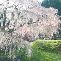 早朝の　又兵衛桜　②