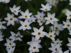 道端で見つけた花