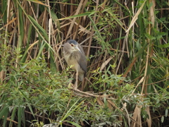 何か見つめる鳥