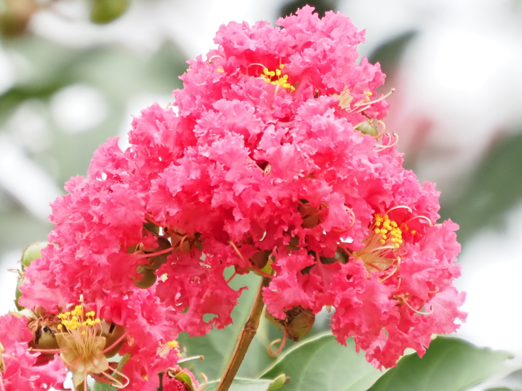 かき氷みたいな花