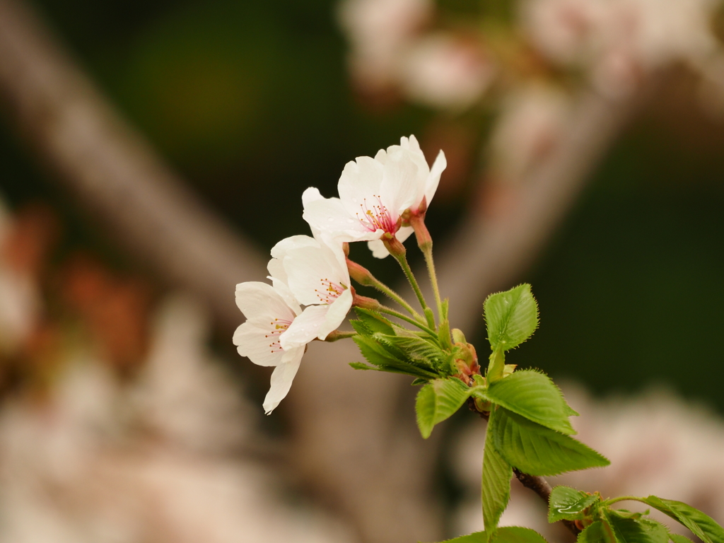 葉桜