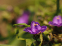紫が薫る花