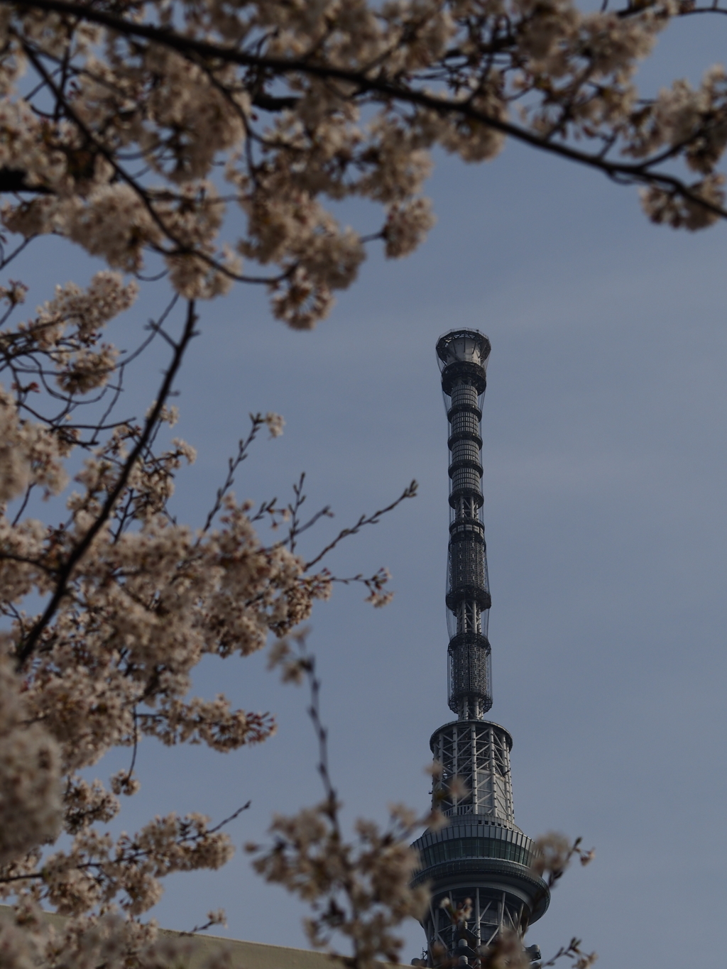 春なので桜とスカイツリー