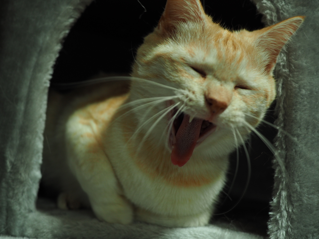 気が緩んだ猫