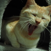 気が緩んだ猫