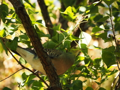 木にとまる鳩