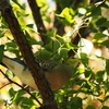 木にとまる鳩