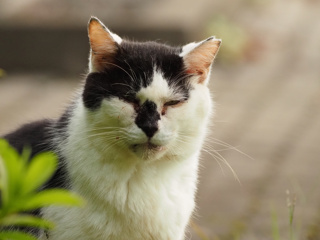 こちらを見つめる猫