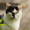 こちらを見つめる猫