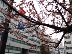 このとき桜が咲いていた