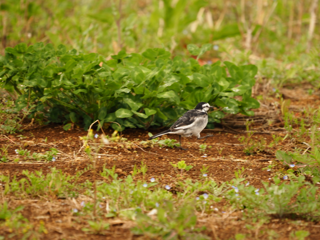 歩く鳥