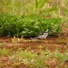 歩く鳥