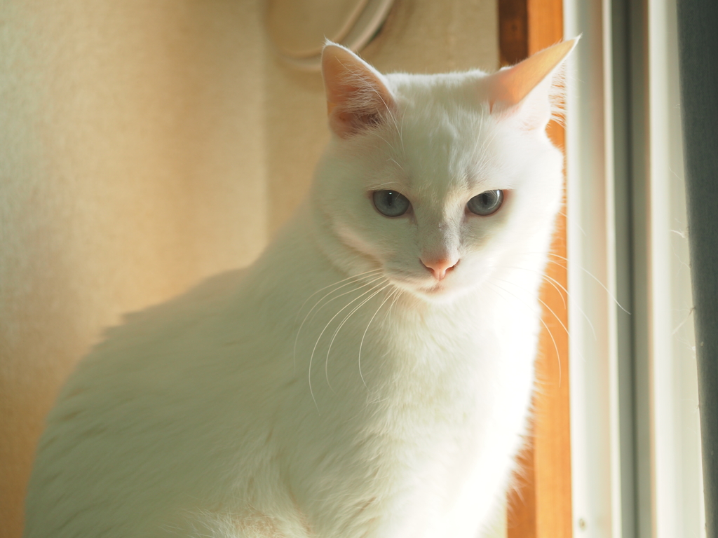 朝日を浴びる猫