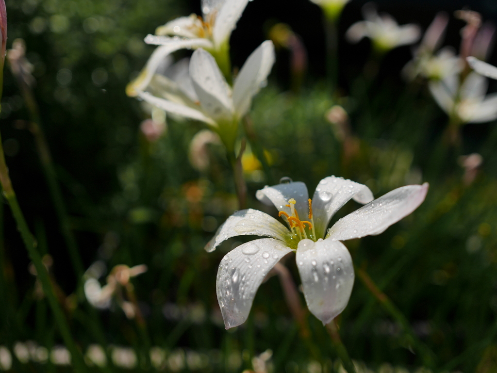 水を飲む花