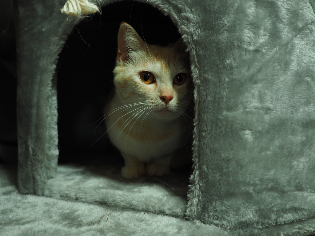 警戒する猫