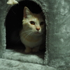 警戒する猫