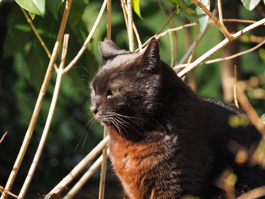 野良猫のまなざし