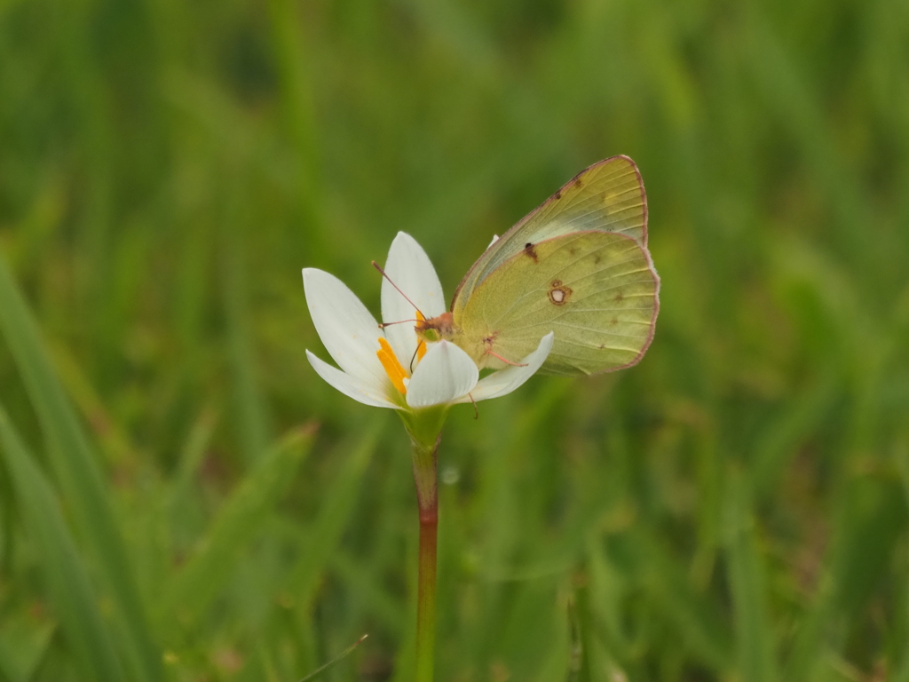 蜜と蝶