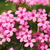 花花花