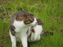 地域猫