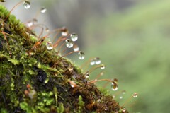 苔と雨露