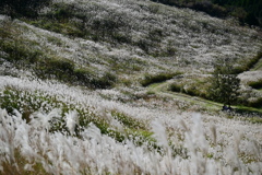 越前岳のススキ野原