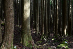 越前岳の登山道