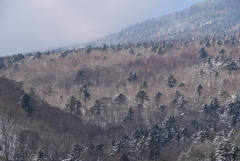 富士原生林の降雪