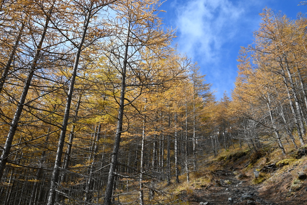 黄金色の登山道