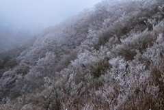 越前岳の霧氷