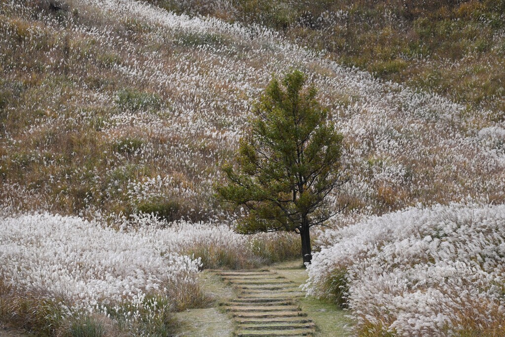 越前岳のススキ