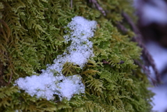 苔と雪