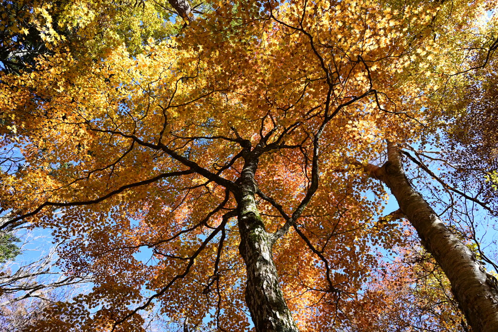 登山道から見える紅葉