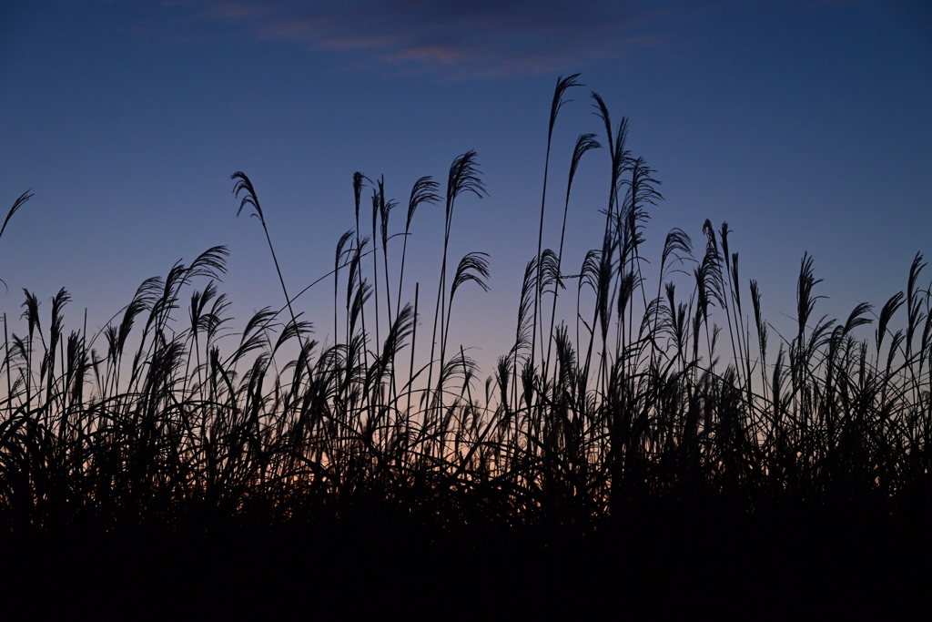 夕暮れのススキ