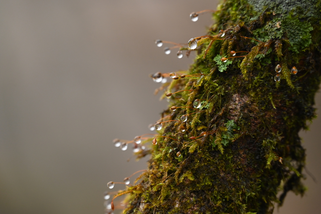 苔と雨露